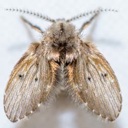 Clogmia albipunctata (Psychodidae) ou mouche des éviers : un agent méconnu des infections nosocomiales dans les hôpitaux